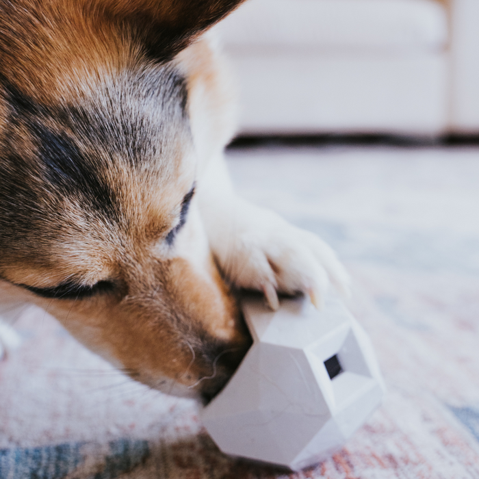 [New] The Odin Treat Dispensing Toy