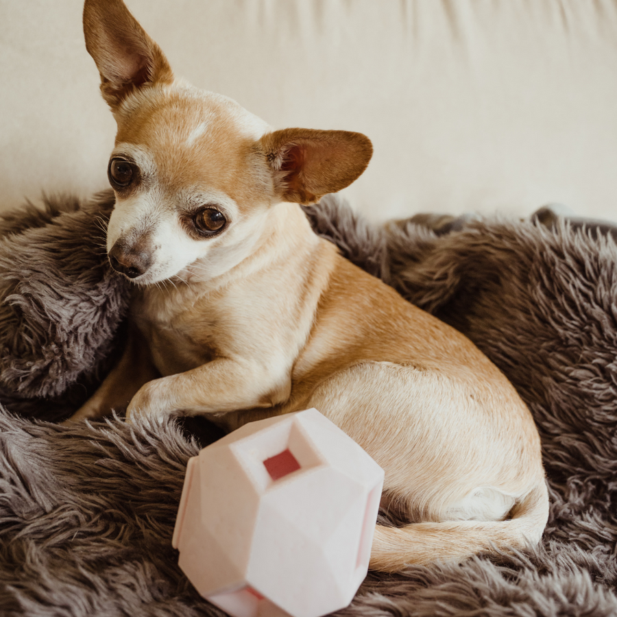 [New] The Odin Treat Dispensing Toy